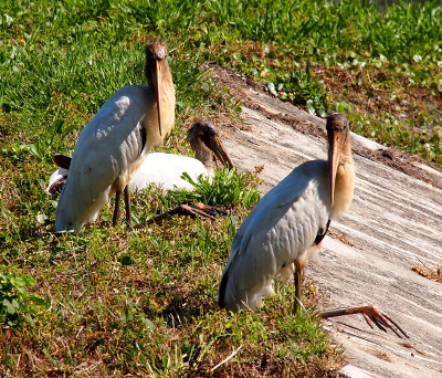 [Two wood storks are sitting at the grass at the top of the paved embankment. Both theses storks are looking at the camera. A third stork is lying on the ground behind them.]